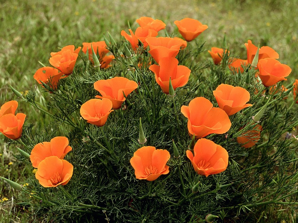Roadside California Poppies, Los Angeles